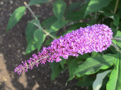 Buddleja (Buddleia) ‘Longstock Pink’ - Champion Plants