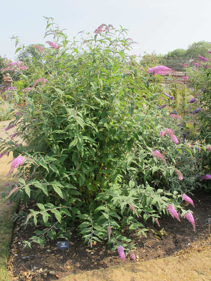 Buddleja (Buddleia) ‘Longstock Pink’ - Champion Plants