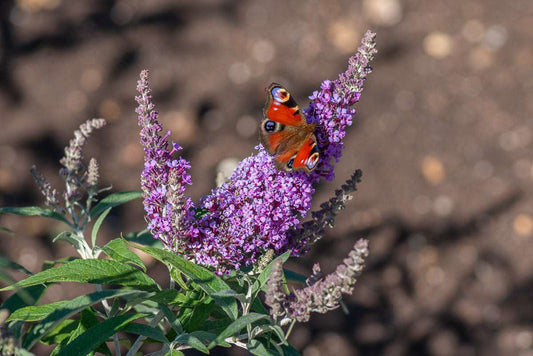 Buddleja (Buddleia) davidii Buzz Lavender - Dwarf Buddleja - Champion Plants