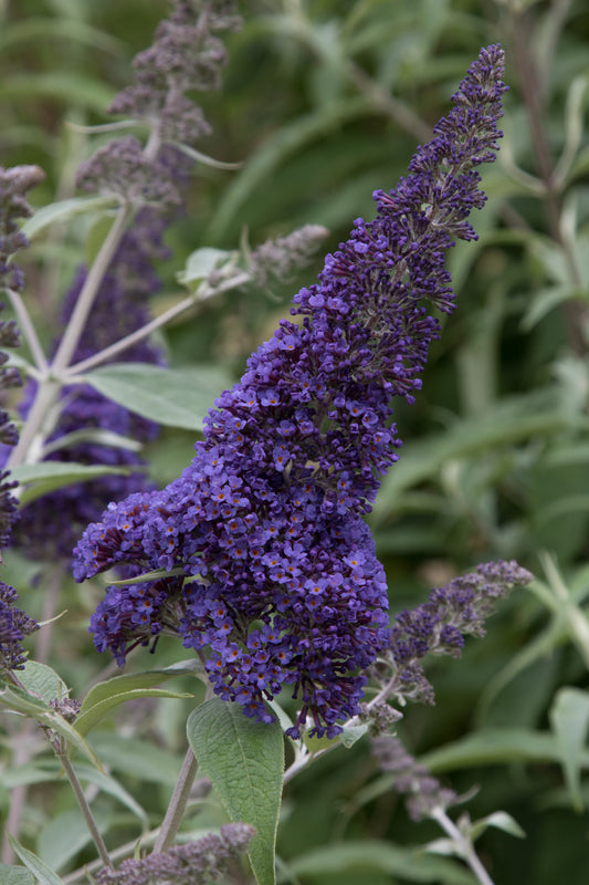 Buddleja (Buddleia) davidii Ellen's Blue