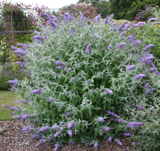 Buddleja davidii Southcombe Splendour - Champion Plants