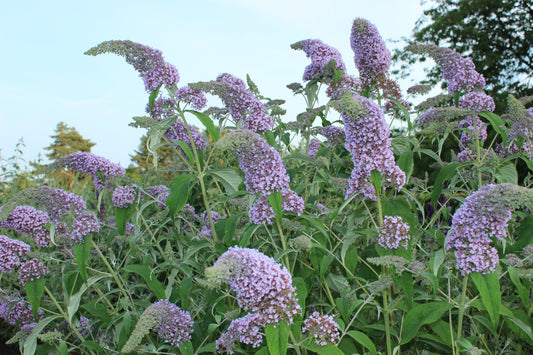 Buddleja (Buddleia) Pixie Blue