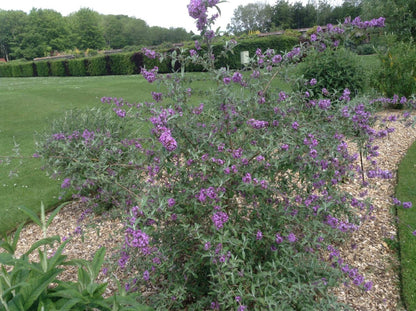 Buddleja (Buddleia) ‘Longstock Gem’ - Champion Plants