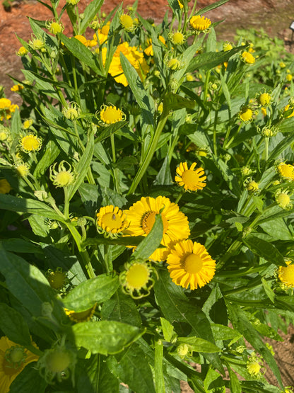 Helenium 'Kugelsonne' - Champion Plants