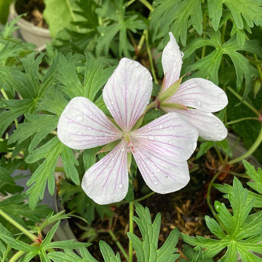 Geranium clarkei 'Kashmir White'