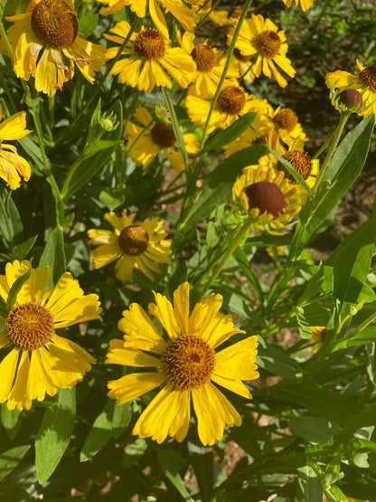 Helenium 'Wesergold' AGM - Champion Plants