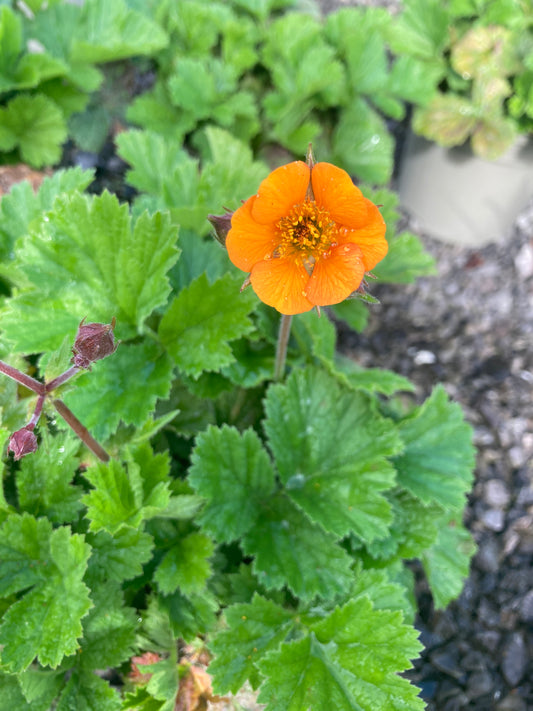 Geum 'Karlskaer'