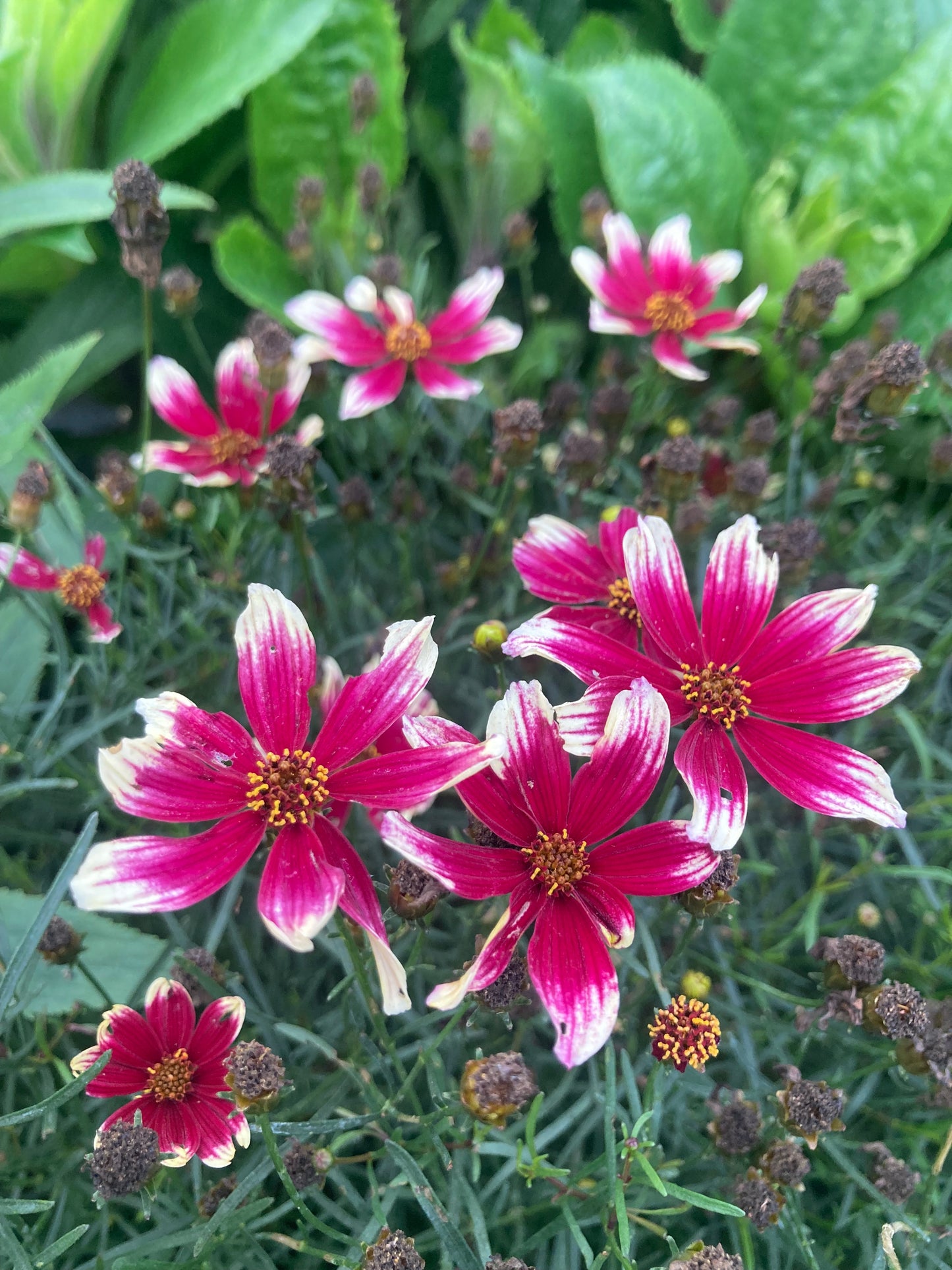 Coreopsis verticillata 'Sunstar Rose'