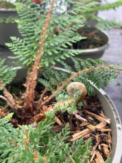 Polystichum setiferum 'David Howard'