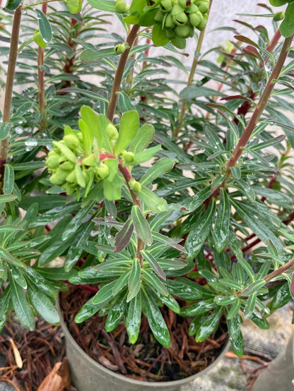 Euphorbia x martinii - Champion Plants