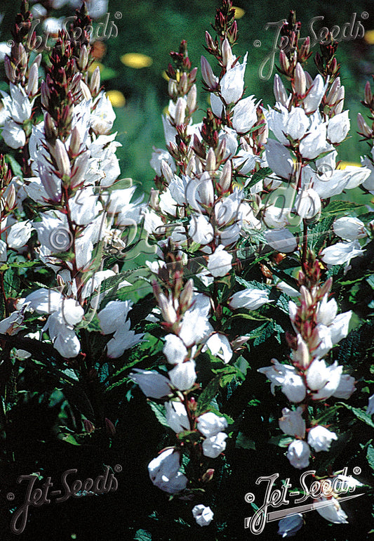 Campanula latifolia var. macrantha Alba