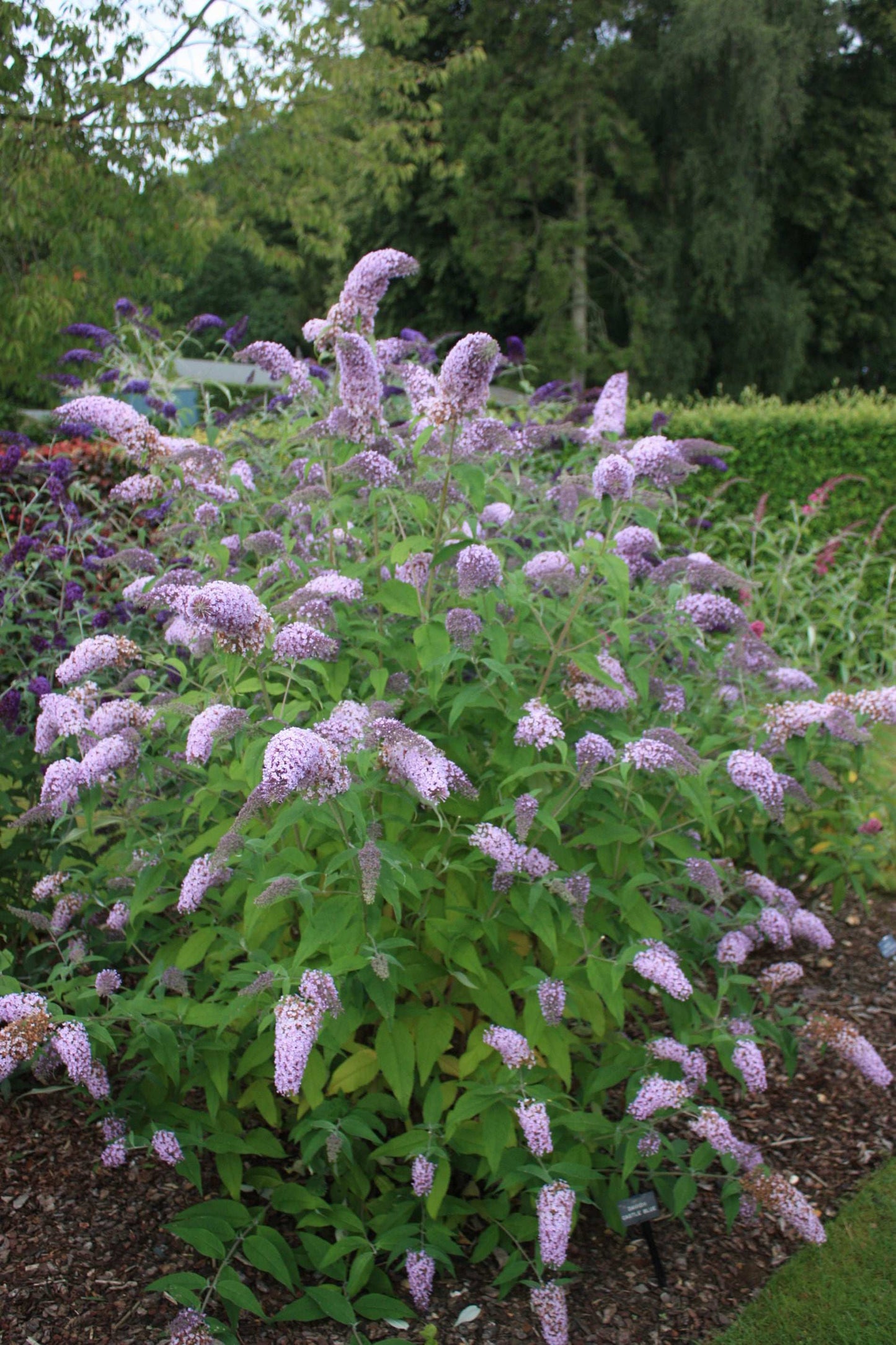 Buddleja (Buddleia) davidii Castle School - Champion Plants