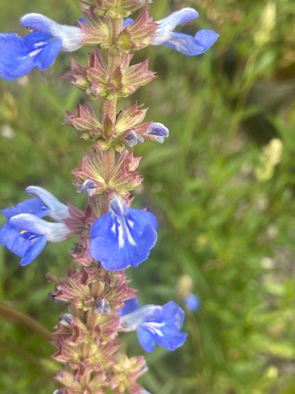 Salvia uliginosa - AGM