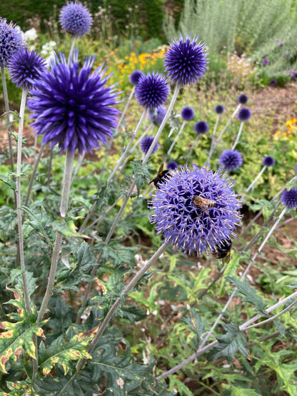 Echinops Vietch’s Blue - Champion Plants