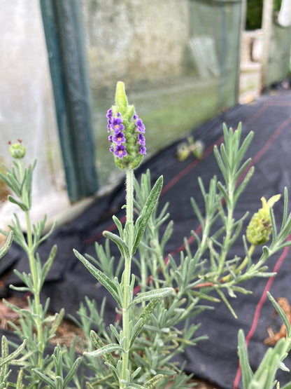 Lavandula st. Tiara - Champion Plants