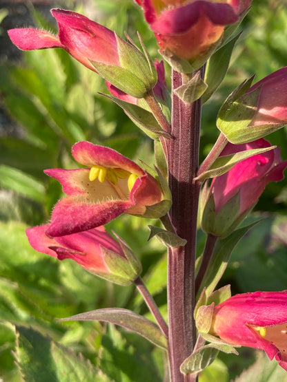 Digitalis × valinii 'Falcon Fire'