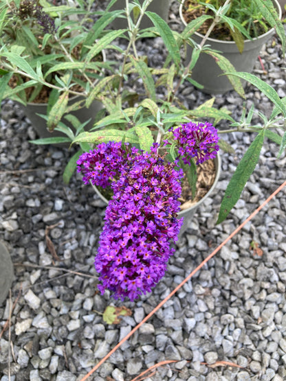 Buddleja (Buddleia) davidii Purple Emperor - Champion Plants