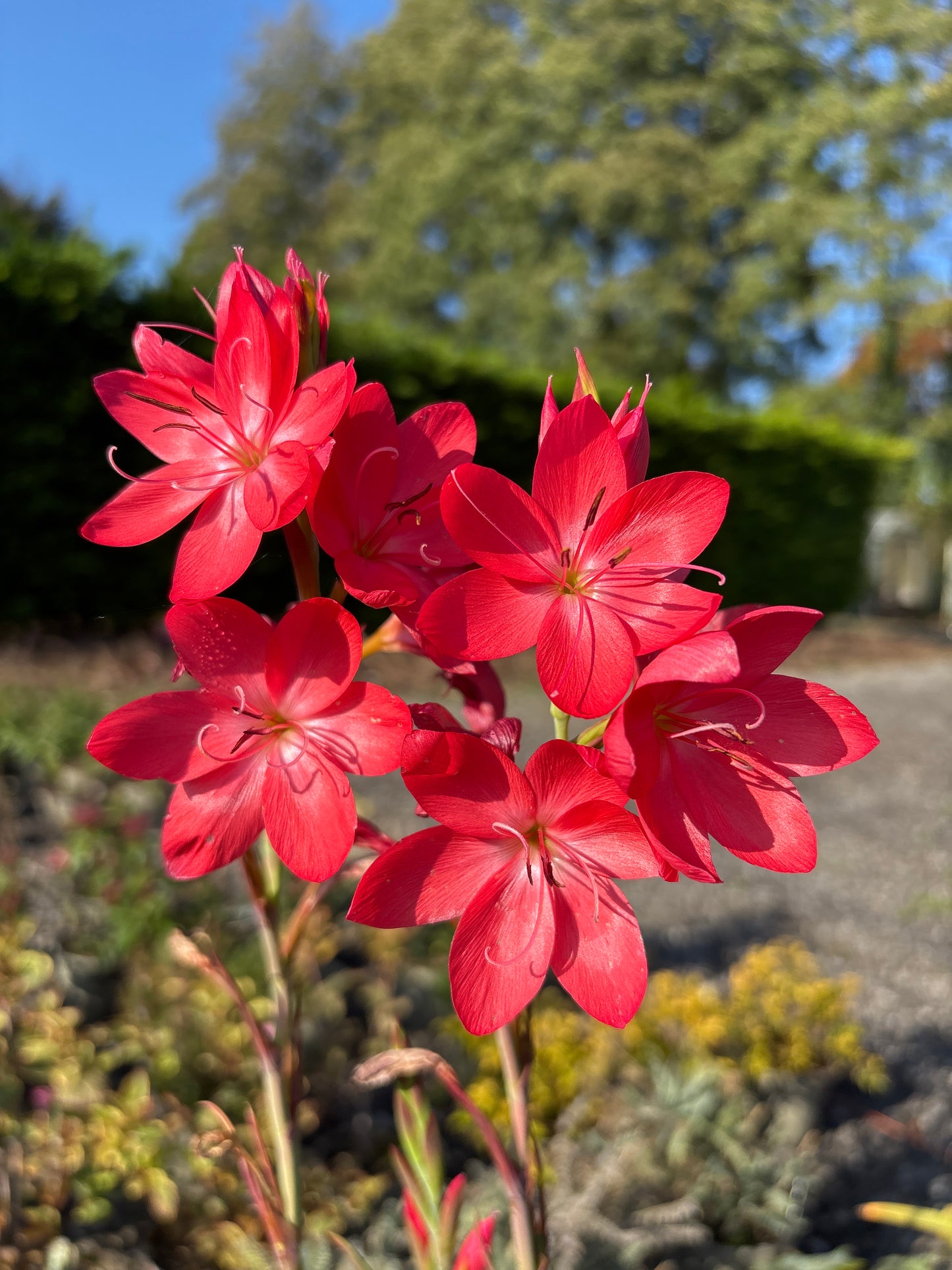 Hesperantha coccinea 'Oregon Sunset'