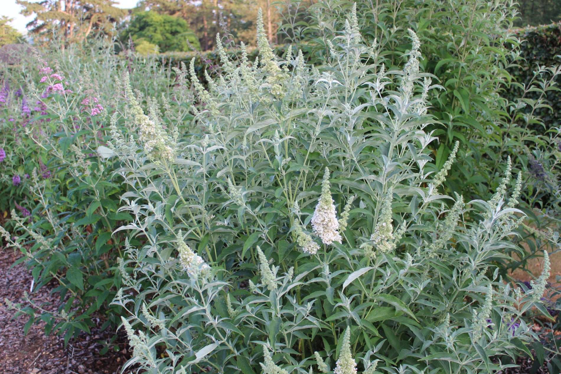 Buddleja (Buddleia) davidii Darent Valley - AGM - Champion Plants