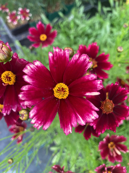 Coreopsis verticillata 'Ruby Frost'