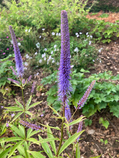 Veronicastrum virginicum f. caeruleum - Champion Plants