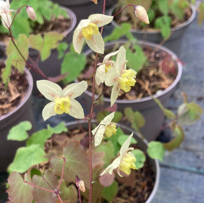 Epimedium × versicolor 'Neosulphureum'