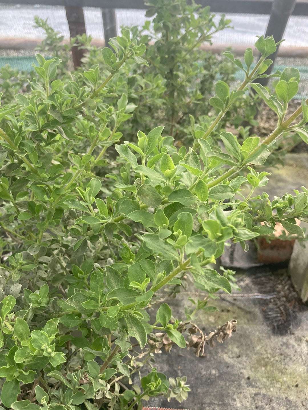 Salvia Africana-lutea - Champion Plants