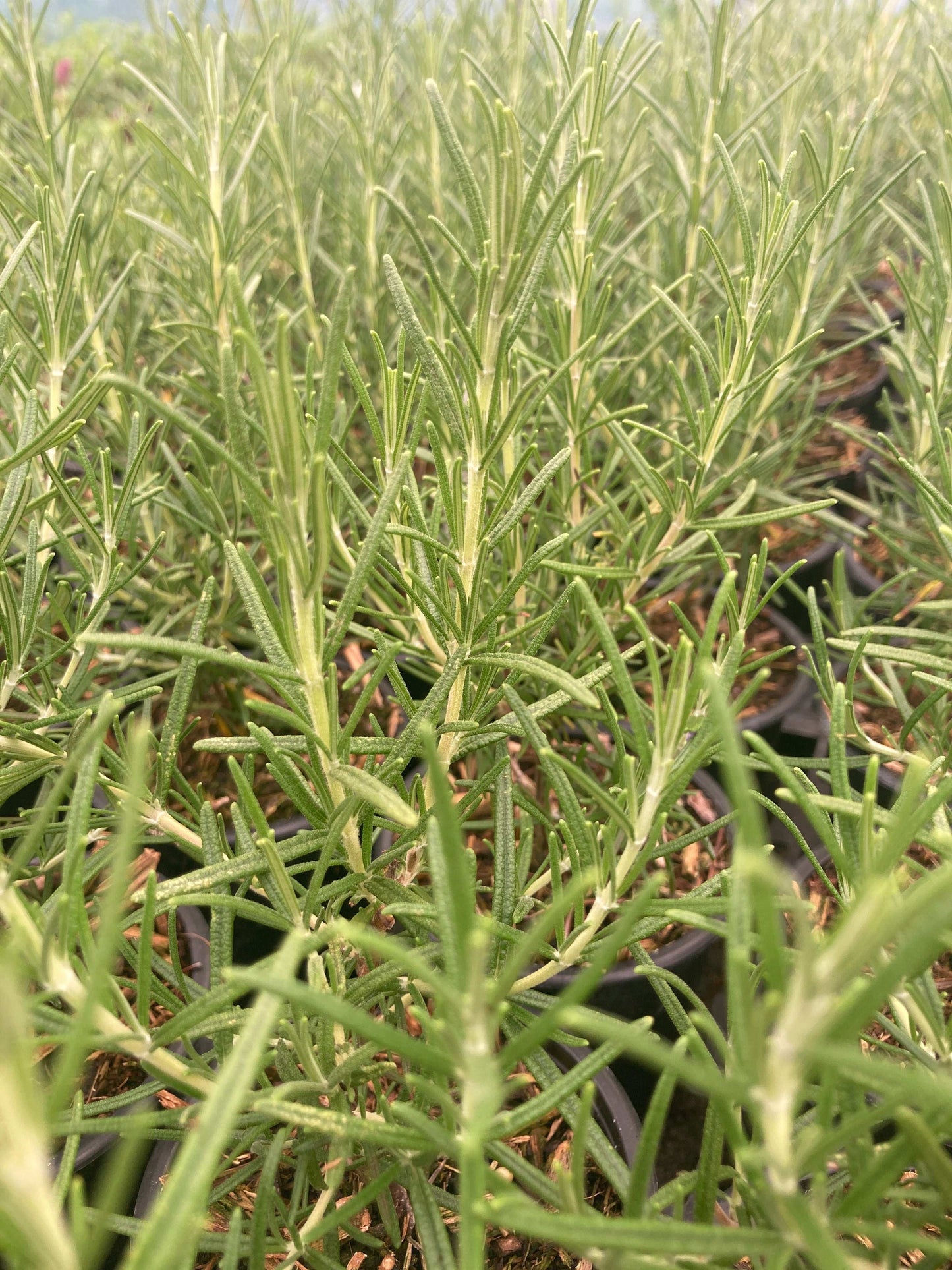 Rosmarinus officinalis 'Sudbury Blue' - Champion Plants