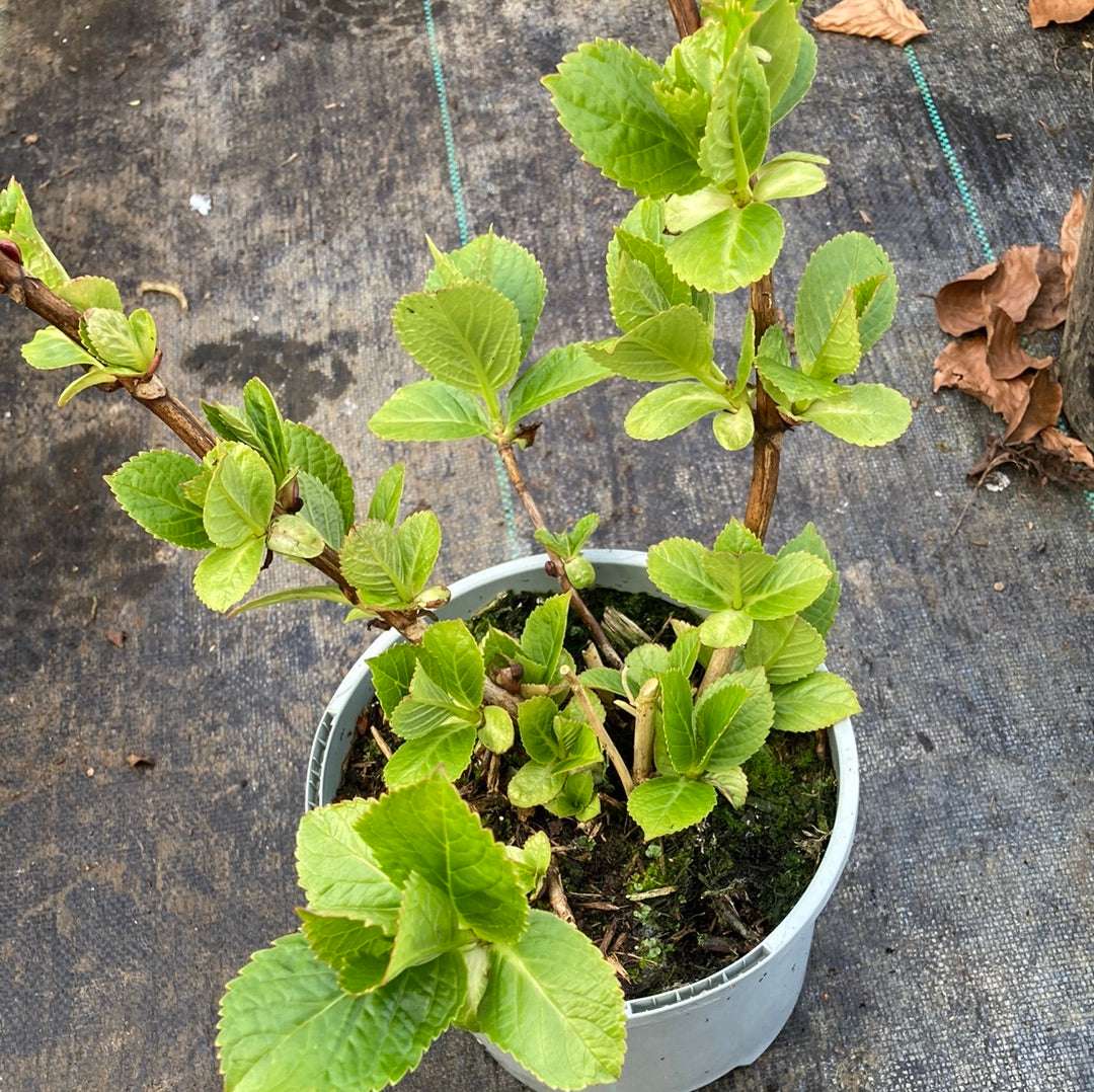 Hydrangea macrophylla Masja - Champion Plants