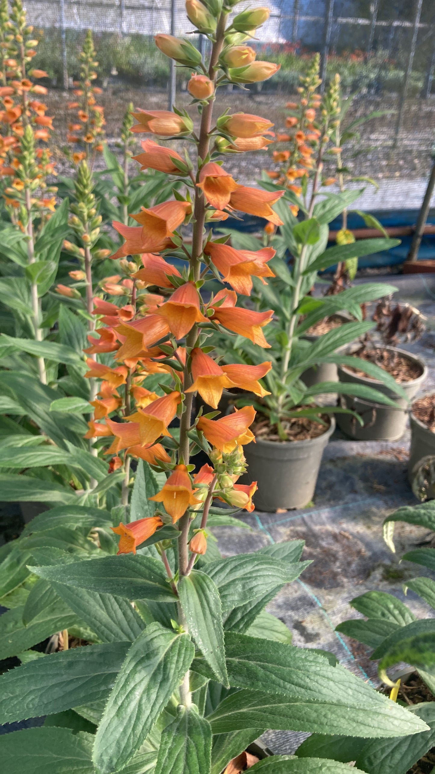 Digitalis × valinii 'Firecracker'