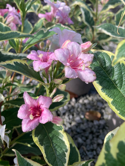 Weigela 'Florida Variegata' AGM