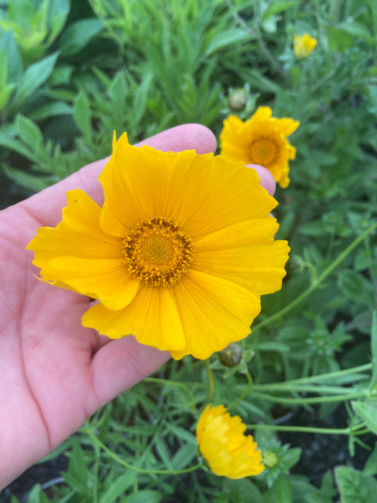 Coreopsis grandiflora 'Mayfield Giant'