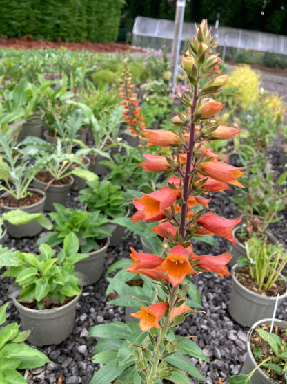 Digitalis × valinii 'Firecracker'