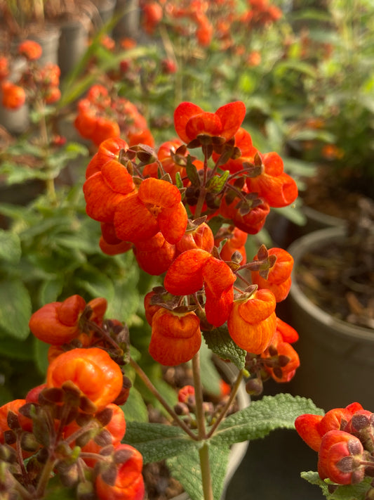 Calceolaria integrifolia Kentish Hero