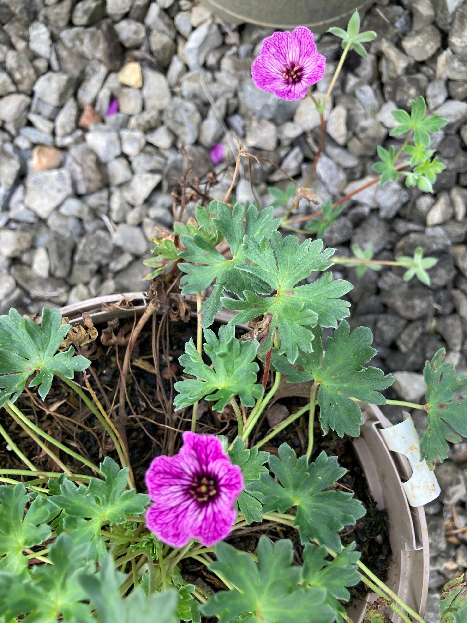 Geranium cinereum ‘Lawrence Flatman’ - Champion Plants