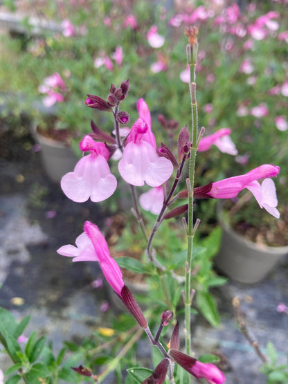 Salvia greggii Joy