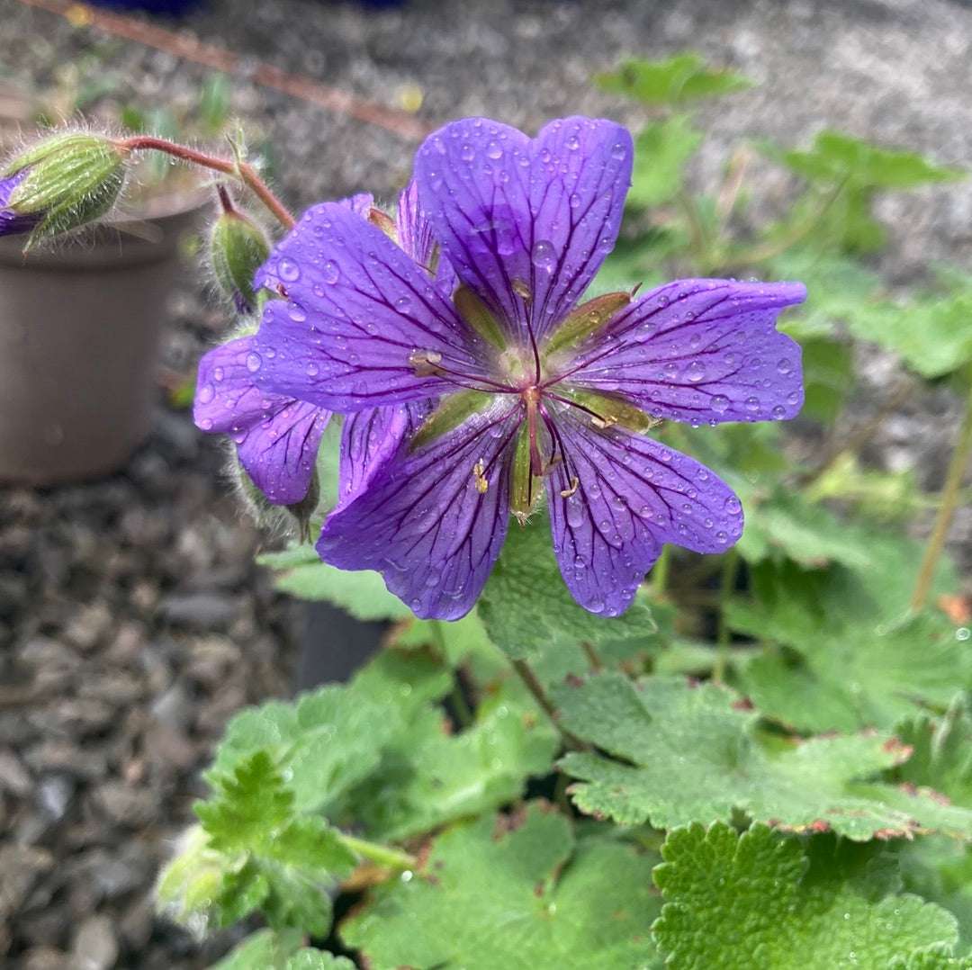 Geranium 'Philippe Vapelle'