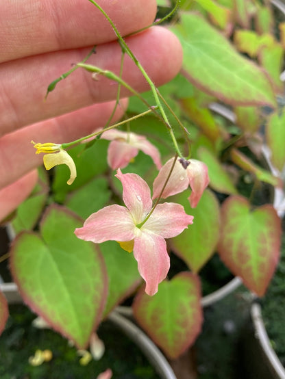 Epimedium × versicolor - Champion Plants