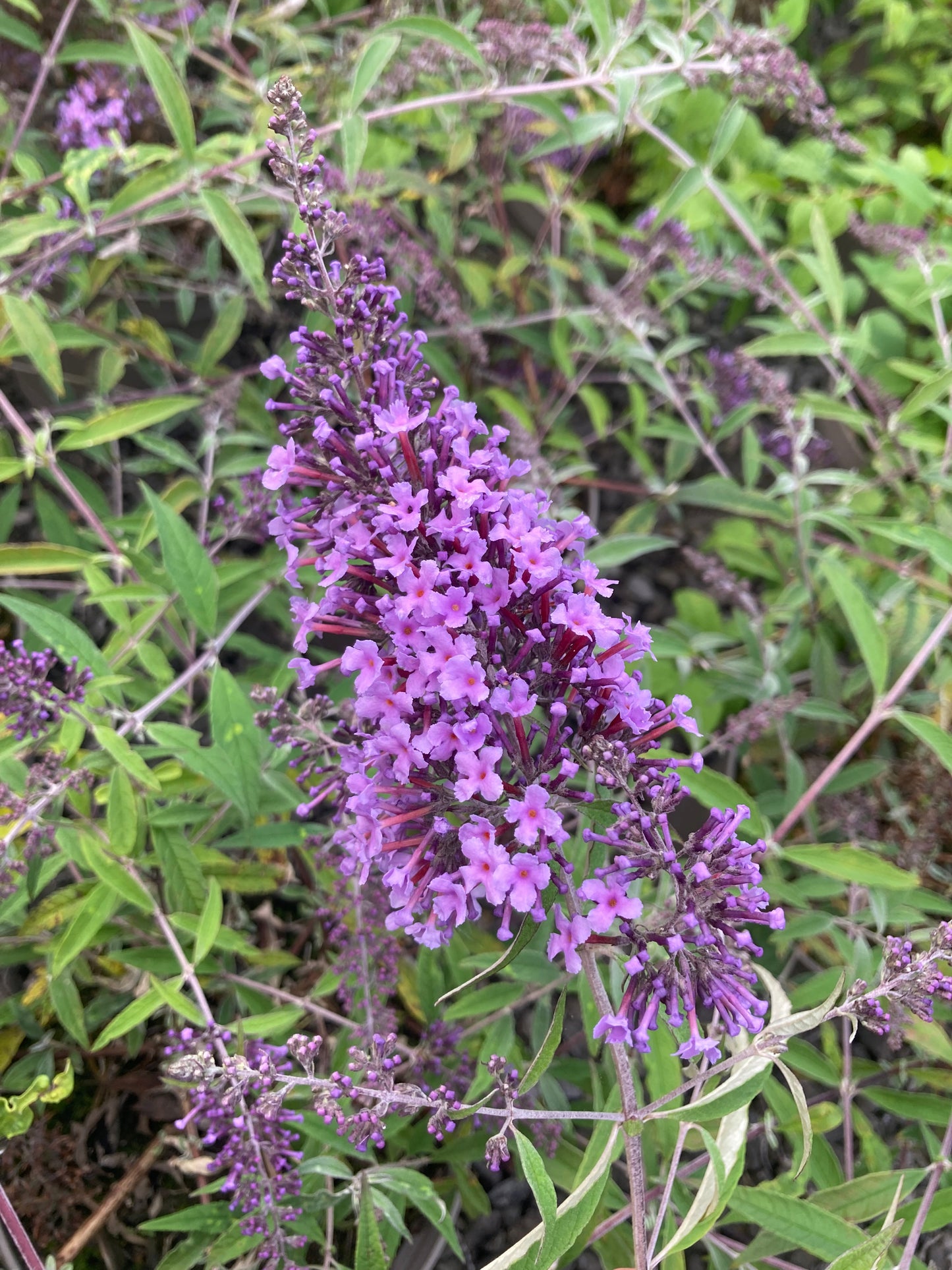 Buddleja (Buddleia) davidii 'Wisteria Lane'