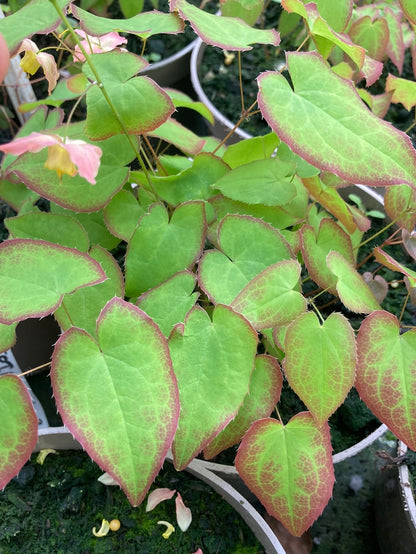 Epimedium × versicolor - Champion Plants