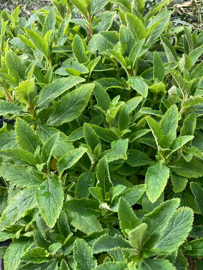 Calceolaria integrifolia - Champion Plants