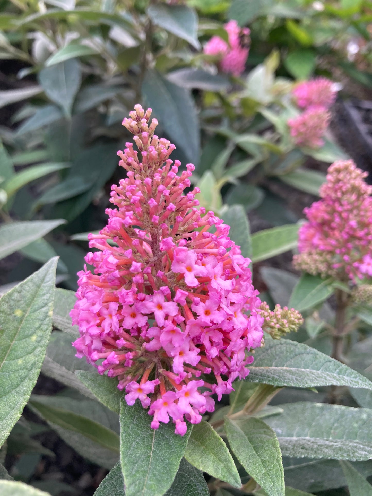 Buddleja (Buddleia) Butterfly Candy Series Little Pink - Dwarf Buddleia