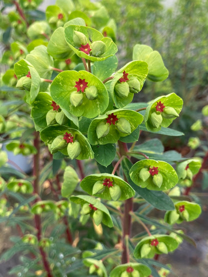 Euphorbia x martinii - Champion Plants