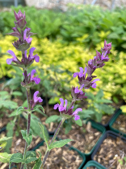 Salvia nemorosa Amethyst AGM - Champion Plants