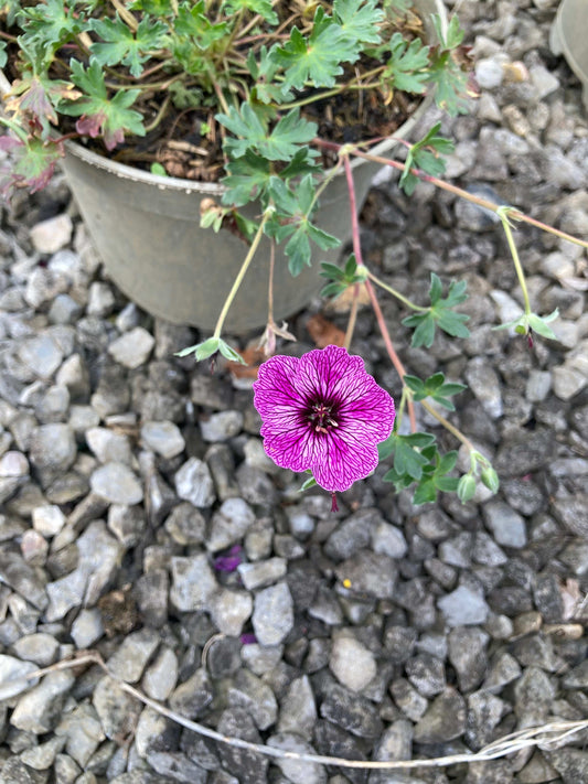 Geranium cinereum ‘Lawrence Flatman’ - Champion Plants