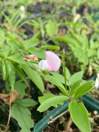 Lathyrus vernus Rosenelfe - Champion Plants