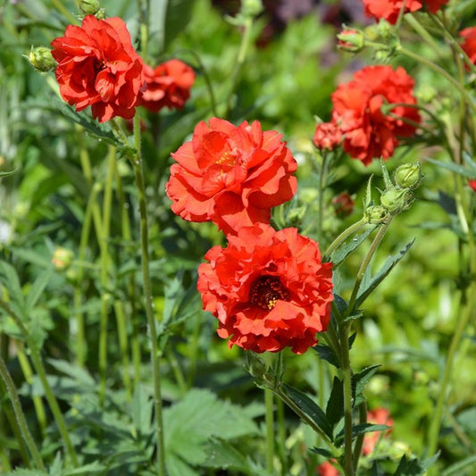 Geum 'Blazing Sunset' - Champion Plants