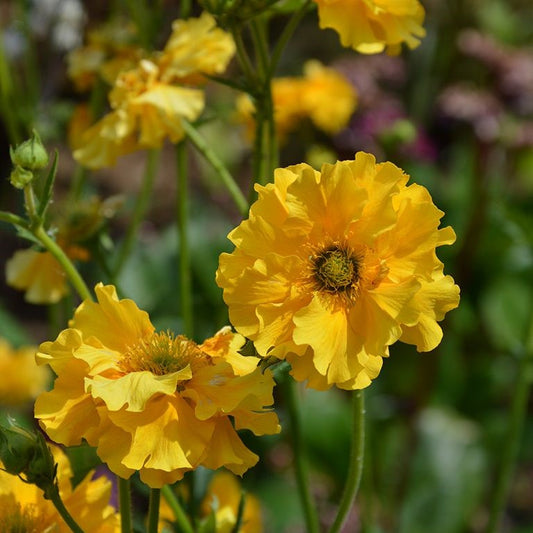 Geum Sunrise - Champion Plants