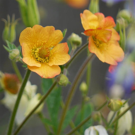 Geum Totally Tangerine