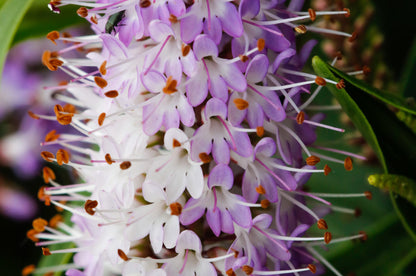 Hebe Lilac Quartz - Champion Plants